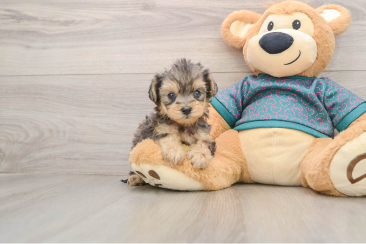 Energetic Yorkipoo Poodle Mix Puppy