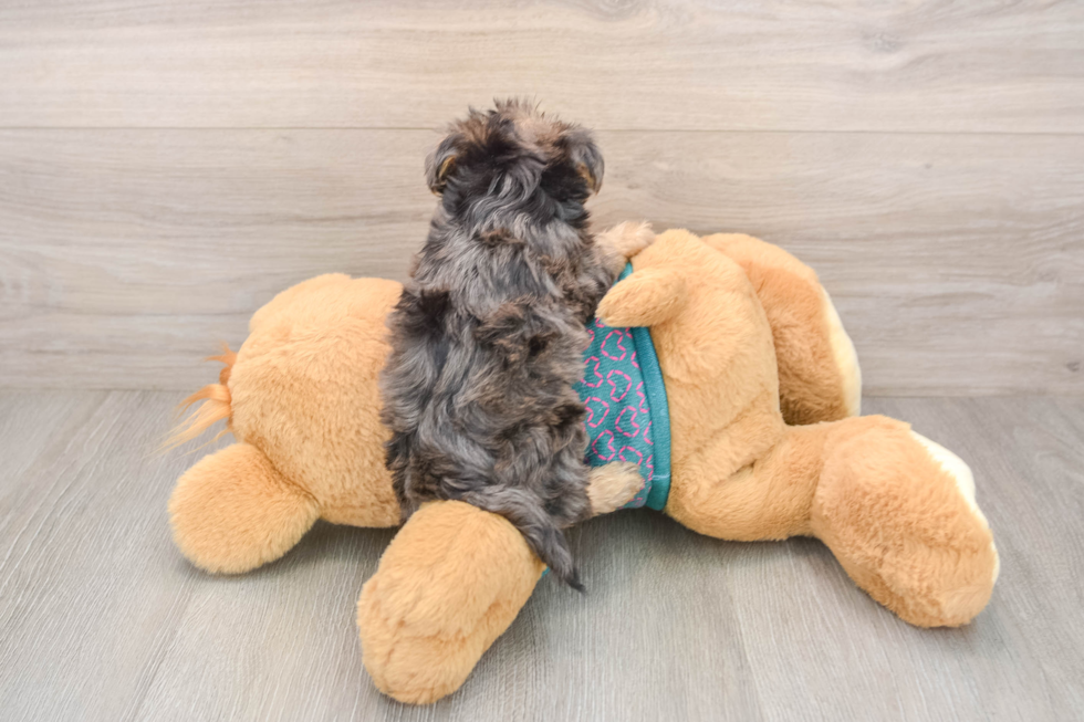 Yorkie Poo Pup Being Cute