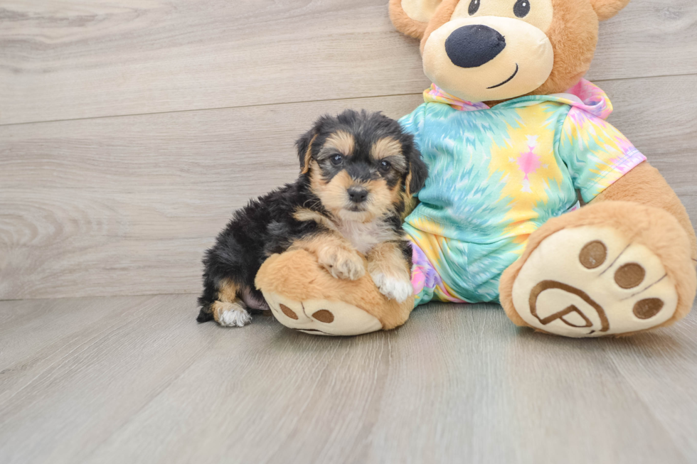 Yorkie Poo Pup Being Cute