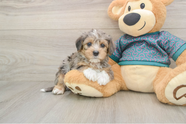 Best Yorkie Poo Baby