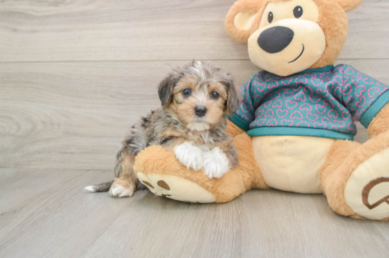 Best Yorkie Poo Baby