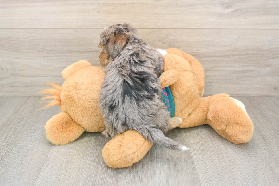 Best Yorkie Poo Baby
