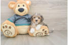Best Yorkie Poo Baby