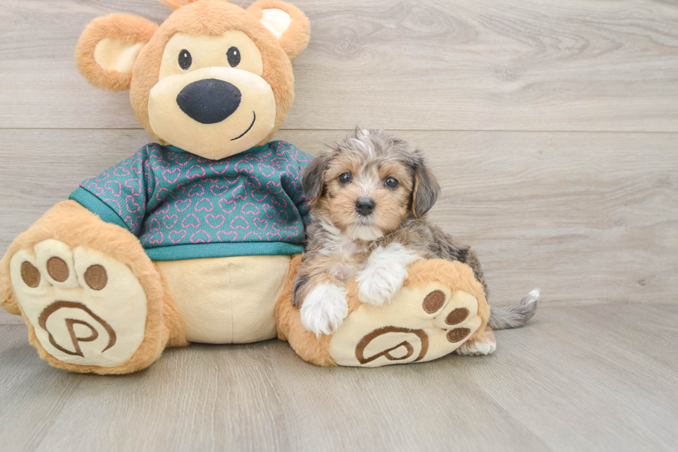 Best Yorkie Poo Baby