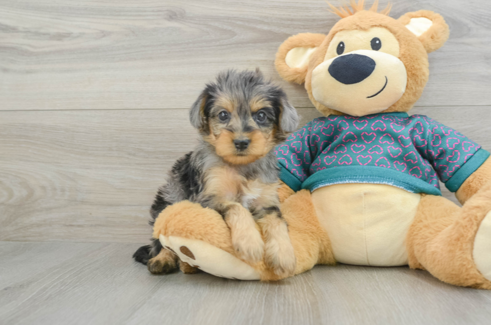 5 week old Yorkie Poo Puppy For Sale - Lone Star Pups