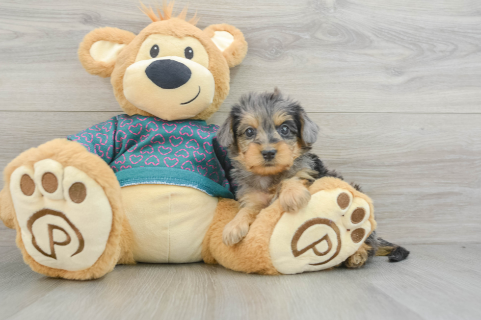 Popular Yorkie Poo Poodle Mix Pup