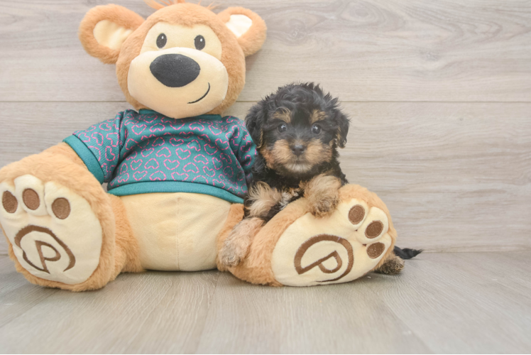 Yorkie Poo Pup Being Cute