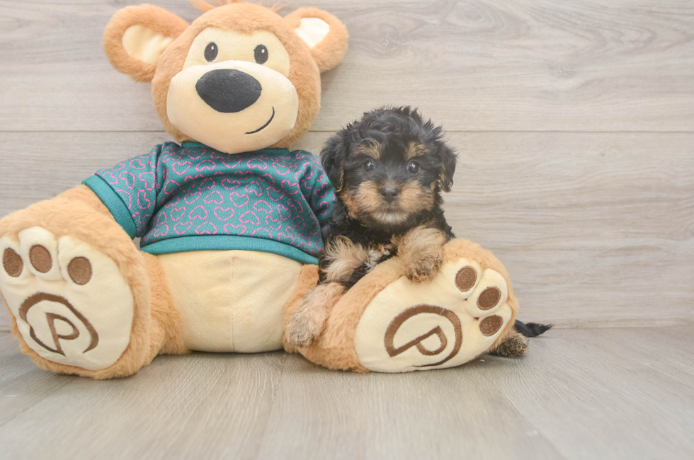 5 week old Yorkie Poo Puppy For Sale - Lone Star Pups