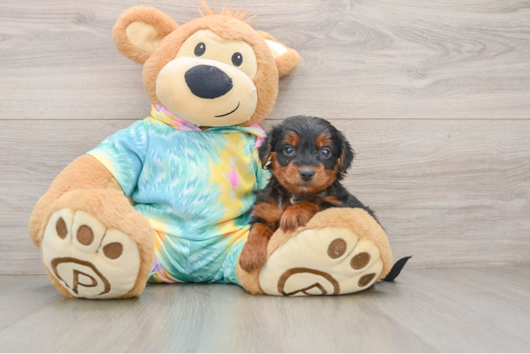 Funny Yorkie Poo Poodle Mix Pup
