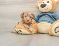 8 week old Yorkie Poo Puppy For Sale - Lone Star Pups