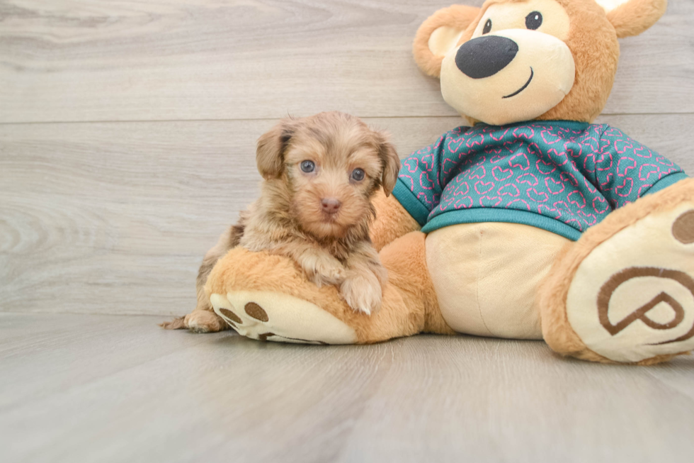 Hypoallergenic Yorkie Doodle Poodle Mix Puppy