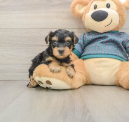 6 week old Yorkie Poo Puppy For Sale - Lone Star Pups
