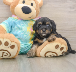 8 week old Yorkie Poo Puppy For Sale - Lone Star Pups