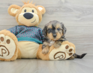 6 week old Yorkie Poo Puppy For Sale - Lone Star Pups