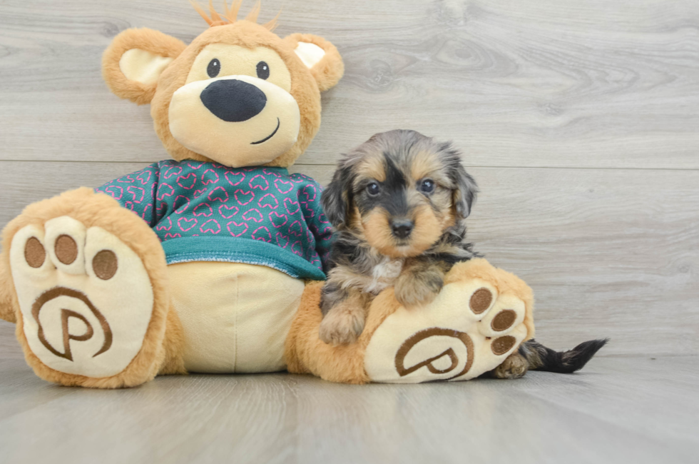 5 week old Yorkie Poo Puppy For Sale - Lone Star Pups