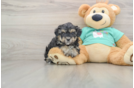 Small Yorkie Poo Baby
