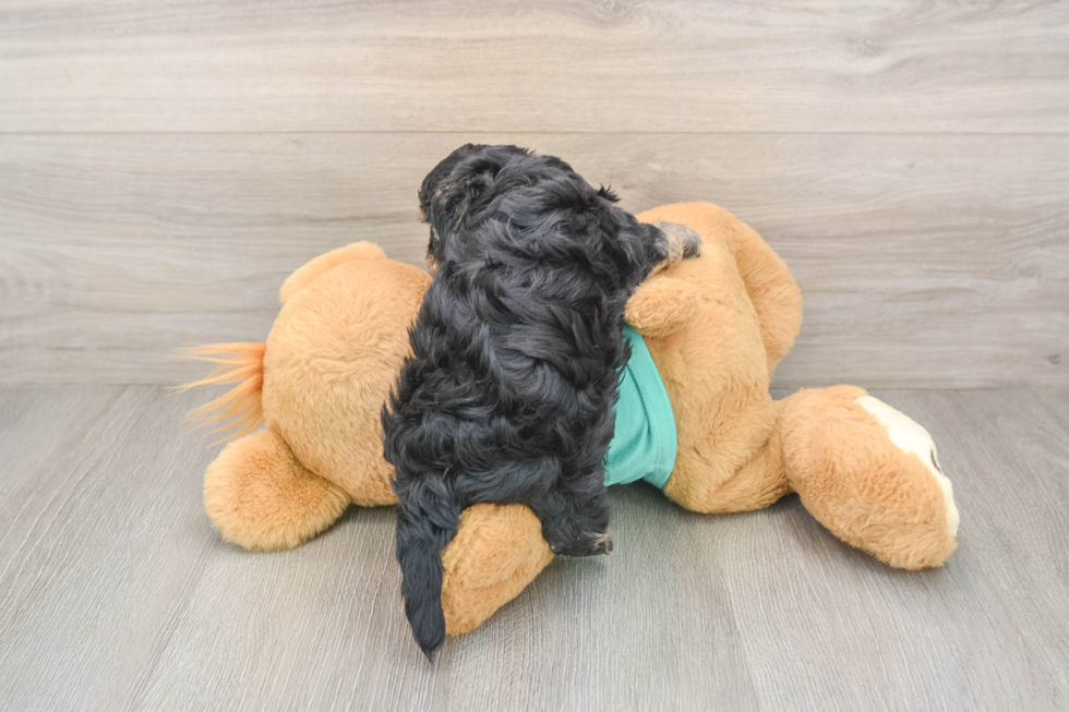 Happy Yorkie Poo Baby