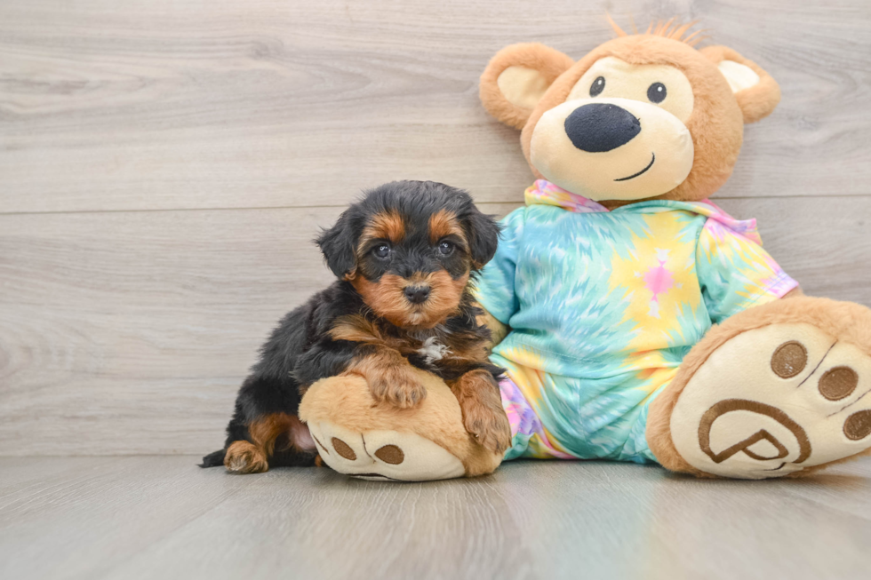 Yorkie Poo Puppy for Adoption
