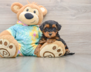 6 week old Yorkie Poo Puppy For Sale - Lone Star Pups