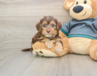 8 week old Yorkie Poo Puppy For Sale - Lone Star Pups
