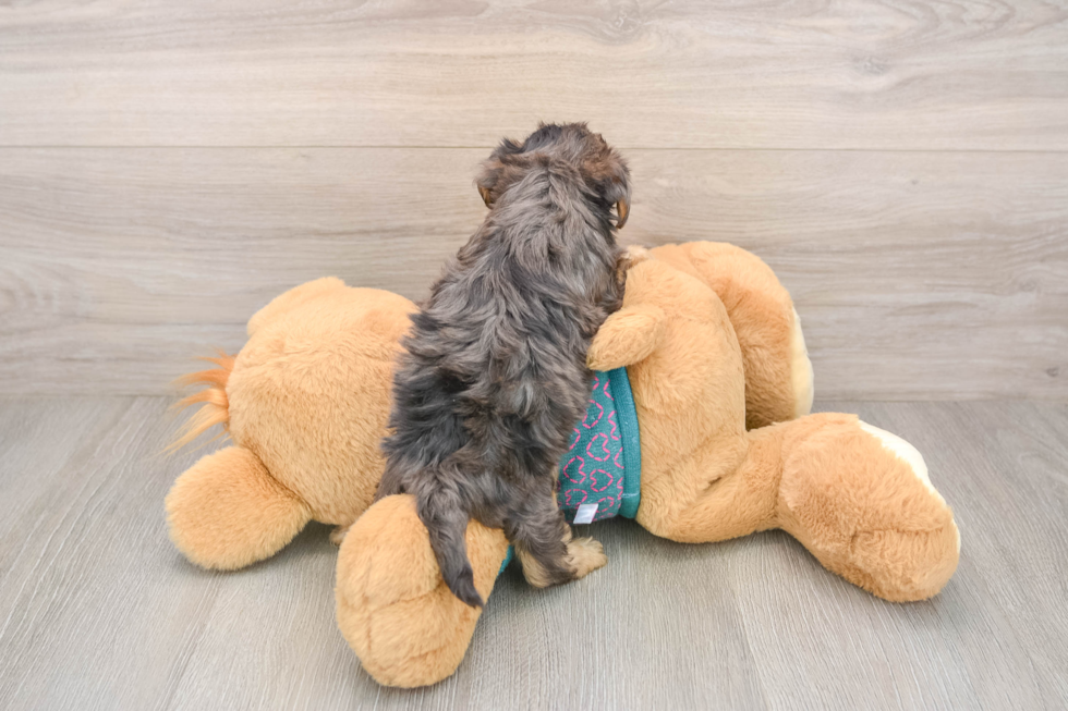 Yorkie Poo Puppy for Adoption