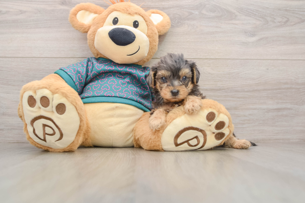 Funny Yorkie Poo Poodle Mix Pup