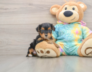 6 week old Yorkie Poo Puppy For Sale - Lone Star Pups