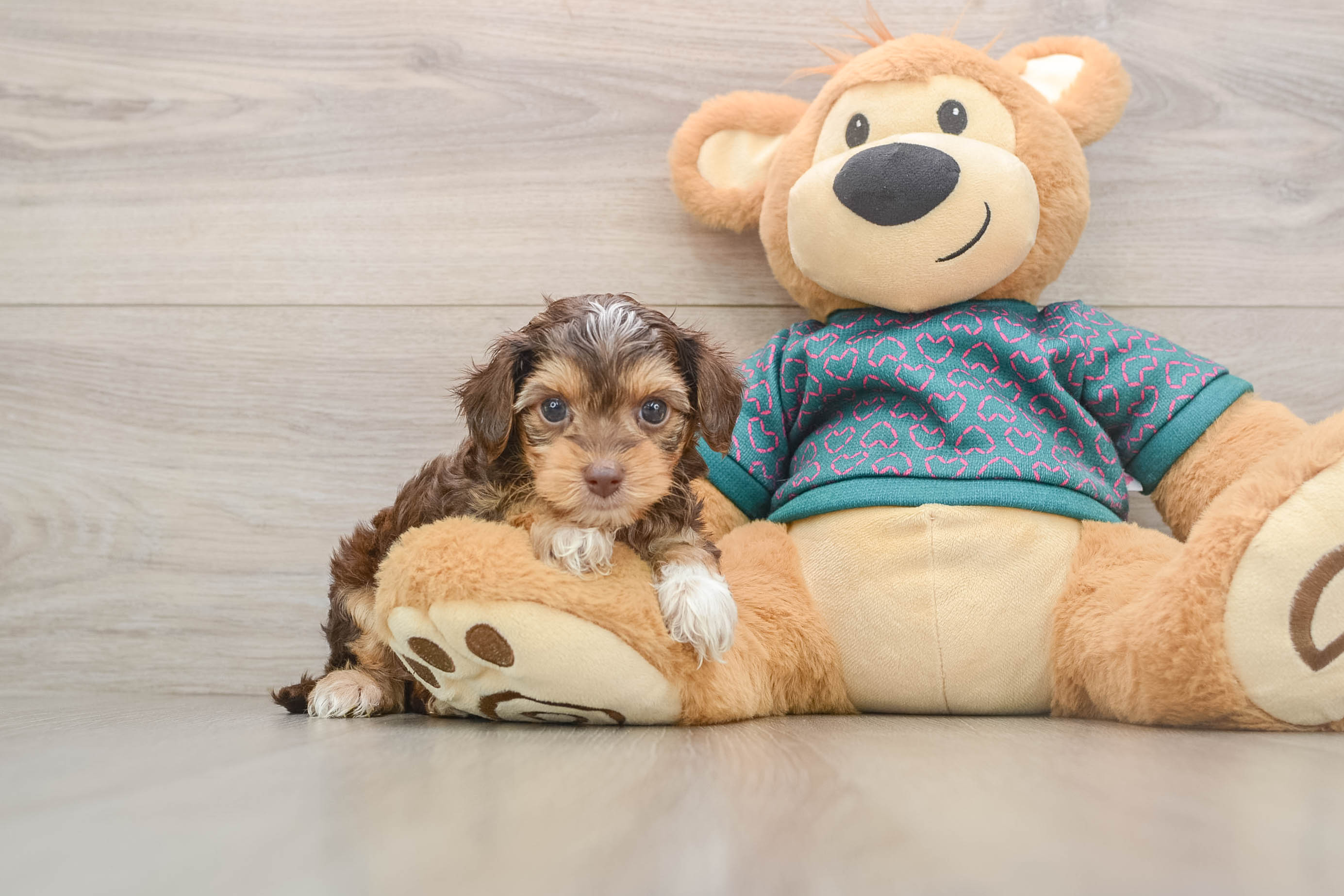 Smart Yorkie Poo Poodle Mix Pup