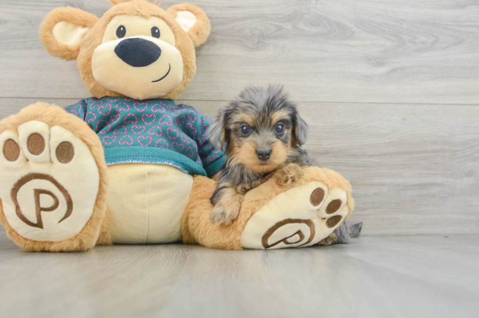 5 week old Yorkie Poo Puppy For Sale - Lone Star Pups