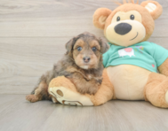 5 week old Yorkie Poo Puppy For Sale - Lone Star Pups