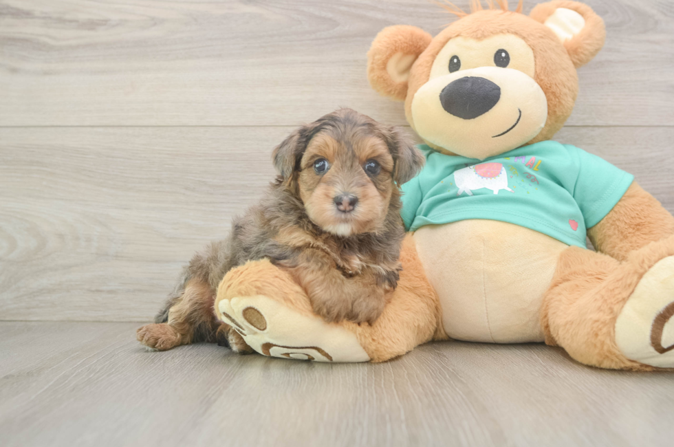 5 week old Yorkie Poo Puppy For Sale - Lone Star Pups