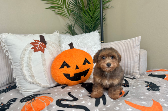 Cute Yorkie Poo Poodle Mix Pup