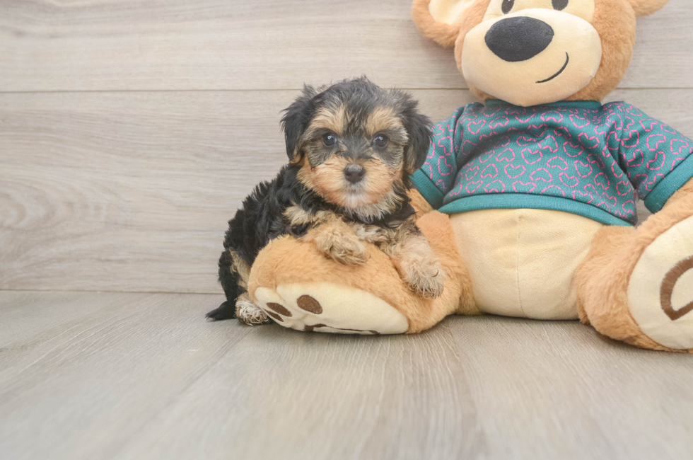 5 week old Yorkie Poo Puppy For Sale - Lone Star Pups