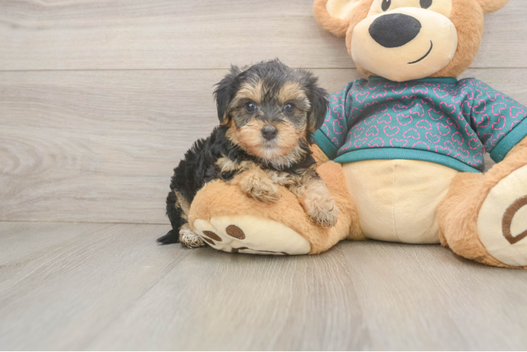 Meet Jellybean - our Yorkie Poo Puppy Photo  1/3 - Lone Star Pups Best Yorkie Poo Baby
