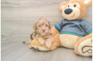 Yorkie Poo Pup Being Cute