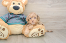 Friendly Yorkie Poo Baby