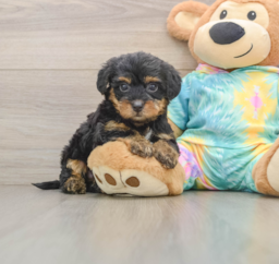 8 week old Yorkie Poo Puppy For Sale - Lone Star Pups