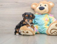 6 week old Yorkie Poo Puppy For Sale - Lone Star Pups