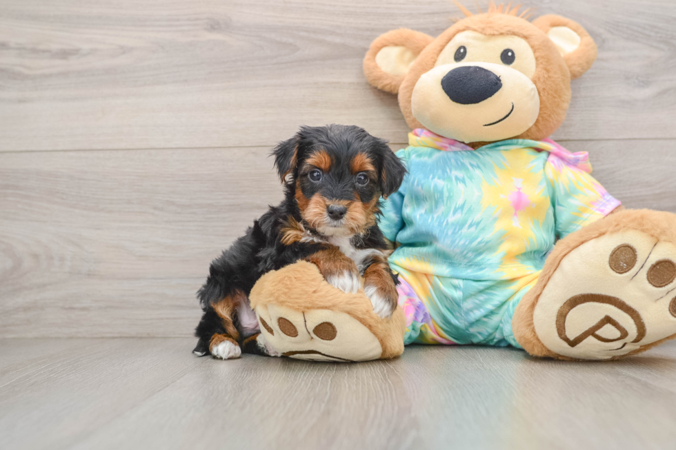 Yorkie Poo Puppy for Adoption