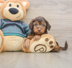 7 week old Yorkie Poo Puppy For Sale - Lone Star Pups