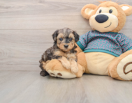 8 week old Yorkie Poo Puppy For Sale - Lone Star Pups