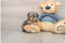 Cute Yorkie Poo Baby