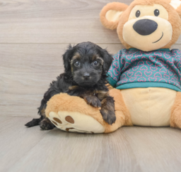 7 week old Yorkie Poo Puppy For Sale - Lone Star Pups