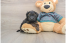Hypoallergenic Yorkie Doodle Poodle Mix Puppy