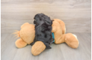 Yorkie Poo Pup Being Cute