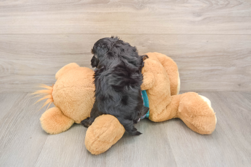 Yorkie Poo Pup Being Cute
