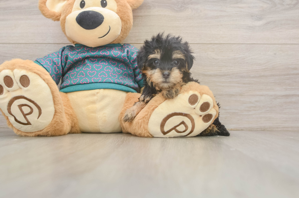 5 week old Yorkie Poo Puppy For Sale - Lone Star Pups