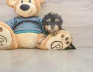 8 week old Yorkie Poo Puppy For Sale - Lone Star Pups 8 week old Yorkie Poo Puppy For Sale - Lone Star Pups
