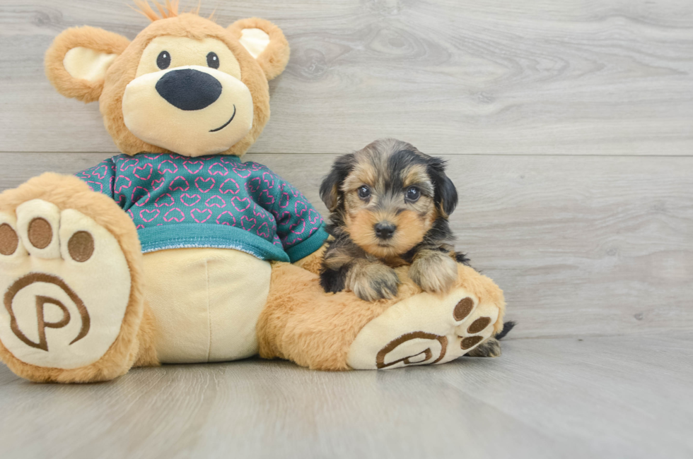 5 week old Yorkie Poo Puppy For Sale - Lone Star Pups