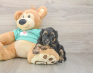 5 week old Yorkie Poo Puppy For Sale - Lone Star Pups